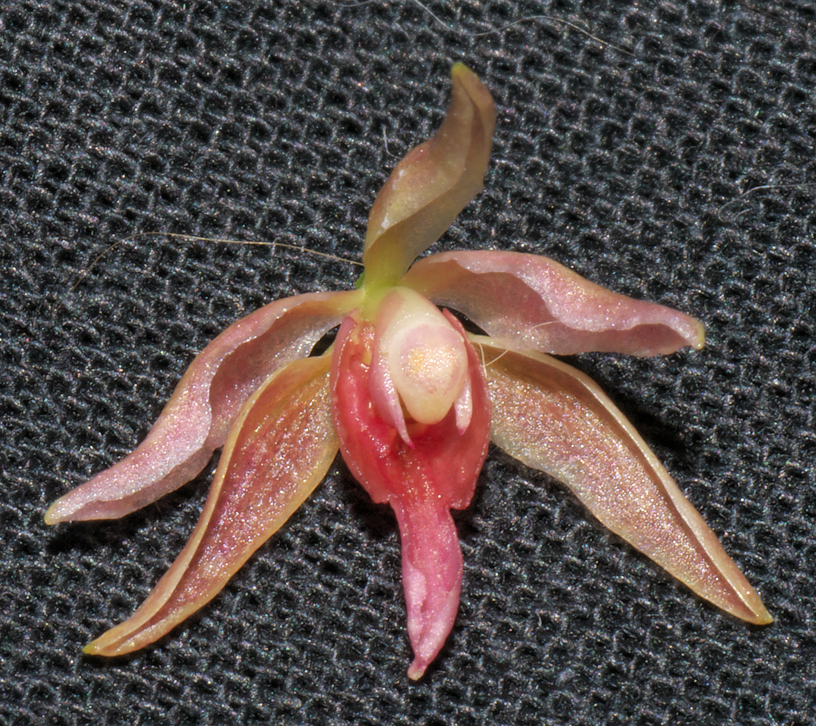 utils/images/hybrid/Oncidenia_101064488_000003366.jpg