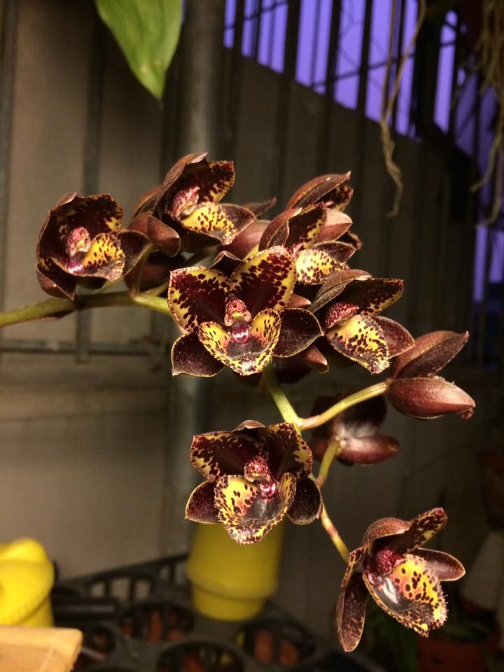 Catasetum/ Fred. After Dark black Pearl Black Orchid. Rare - Denmark