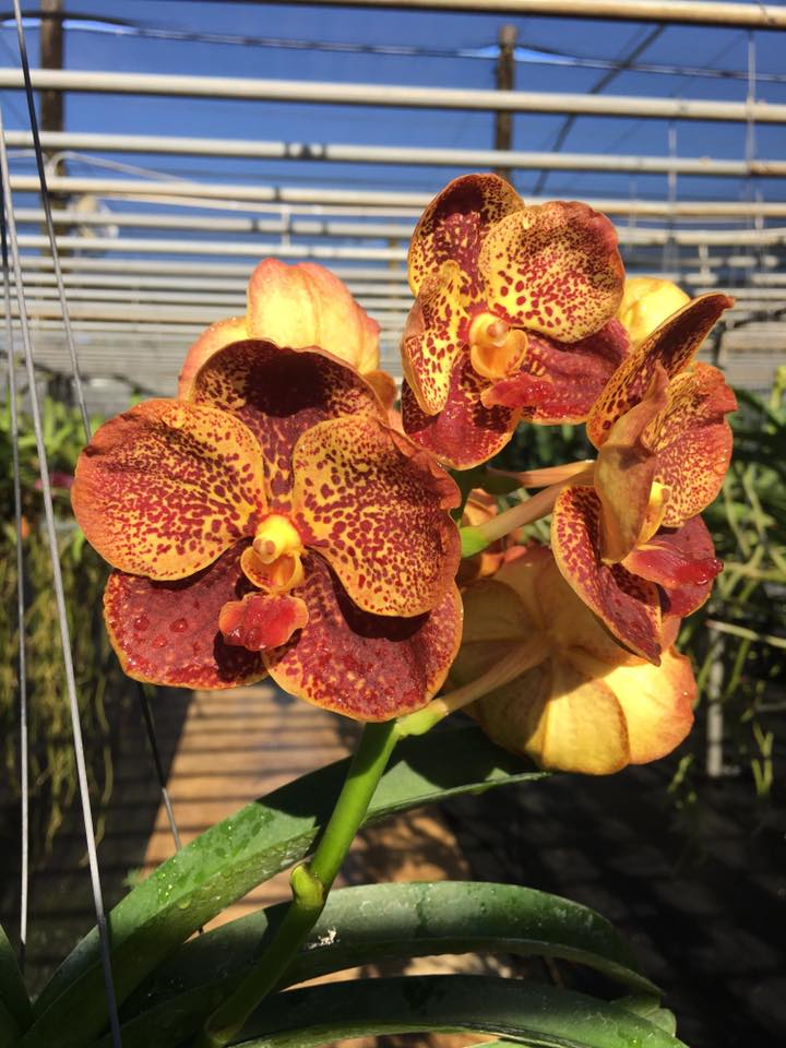 Vanda Thai Spots X Suksamran Spots ( Yellow Red Spots Flower) - Orquidário  Dona Vanda