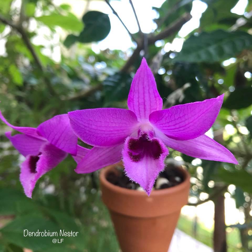 Dendrobium Nestor