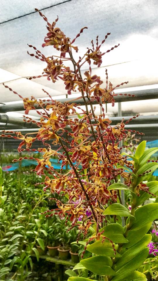 Dendrobium Sabbaruddin Chik