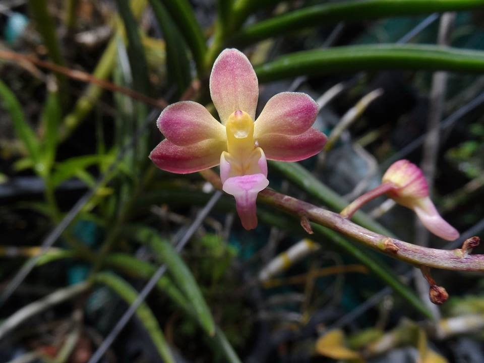 utils/images/hybrid/hyb_000026699_100977306.jpg