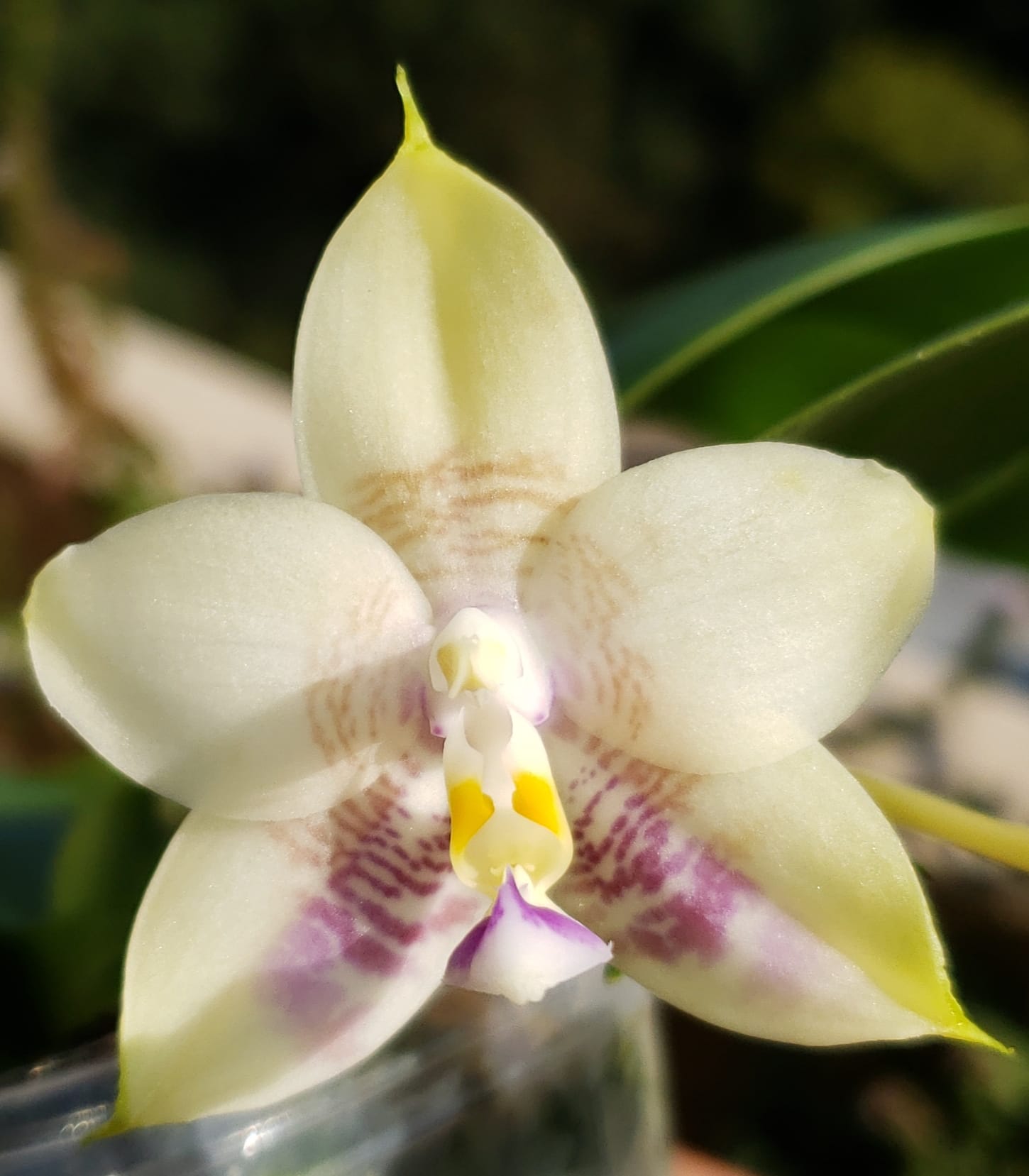 Phalaenopsis Mituo Blue Smurfs orchid photo gallery