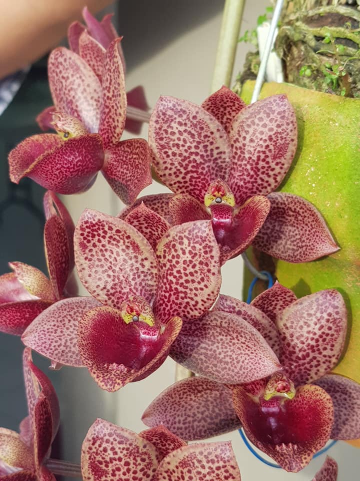 Catasetum/ Fred. After Dark black Pearl Black Orchid. Rare -  Denmark