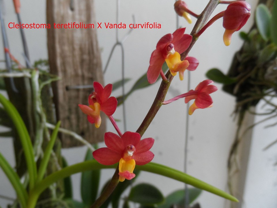 utils/images/hybrid/hyb_000038801_101025701.jpg