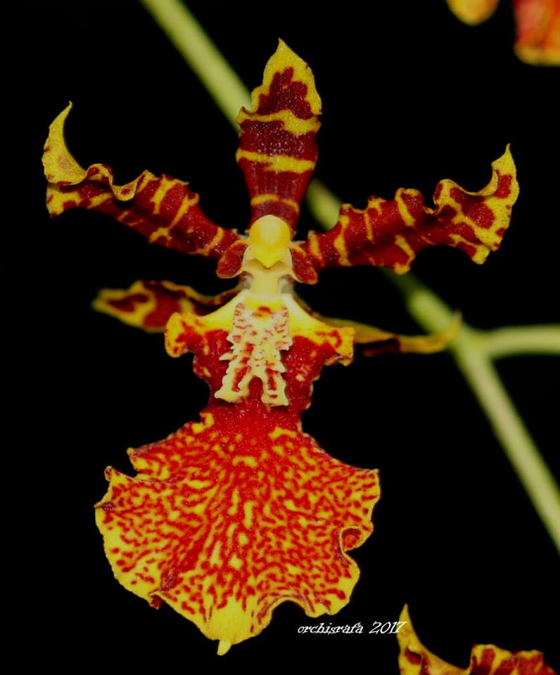 utils/images/hybrid/hyb_000349096_100063755.jpg