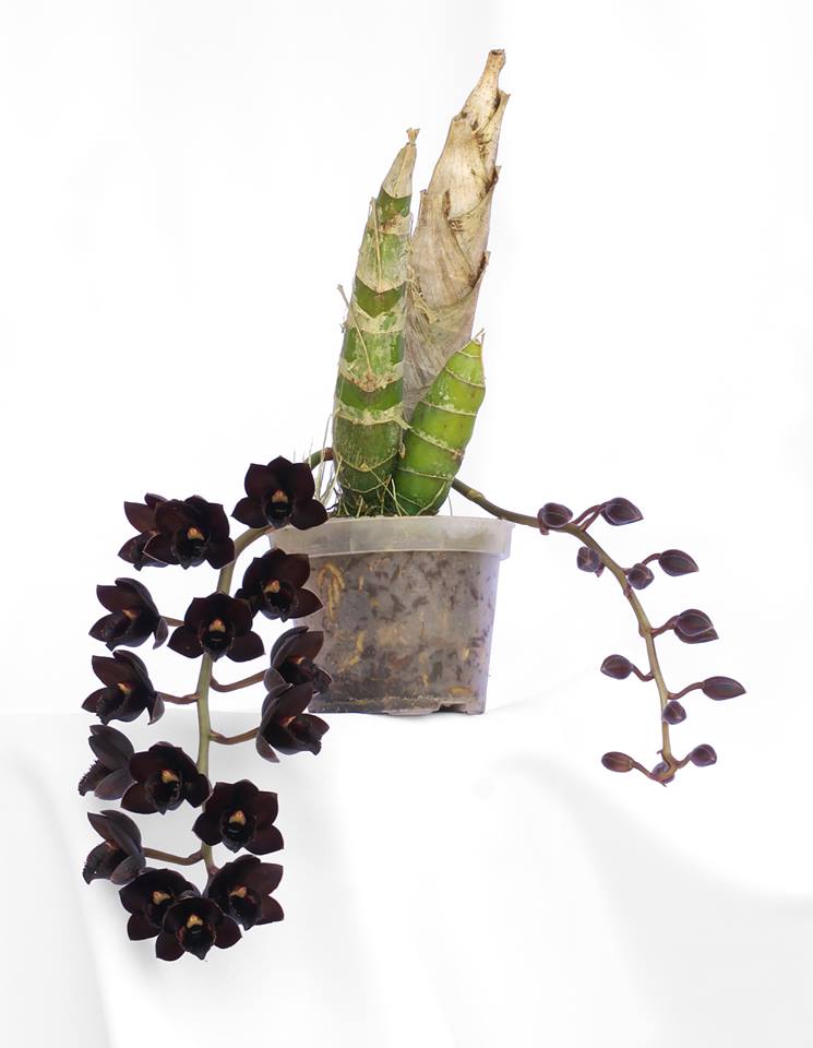 Catasetum/ Fred. After Dark black Pearl Black Orchid. Rare - Denmark