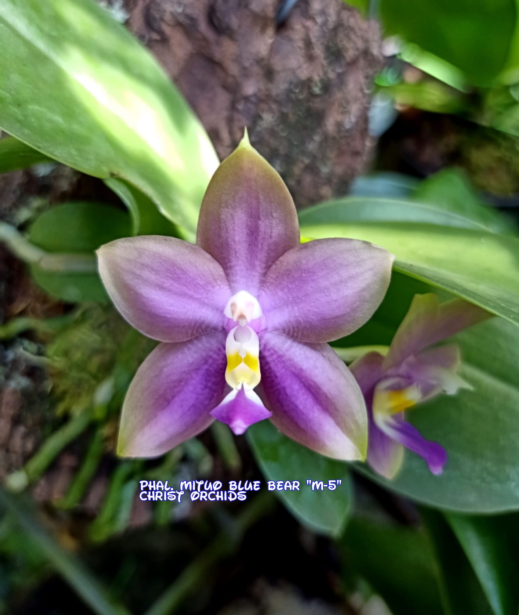 Phalaenopsis Mituo Blue Bear