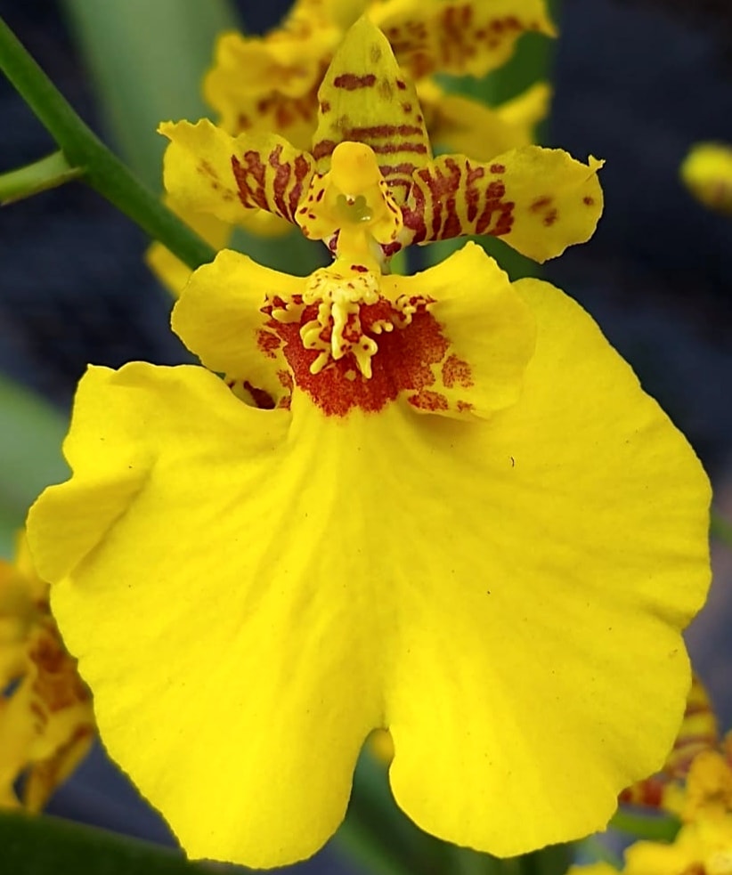 utils/images/hybrid/hyb_000382498_100117594.jpg