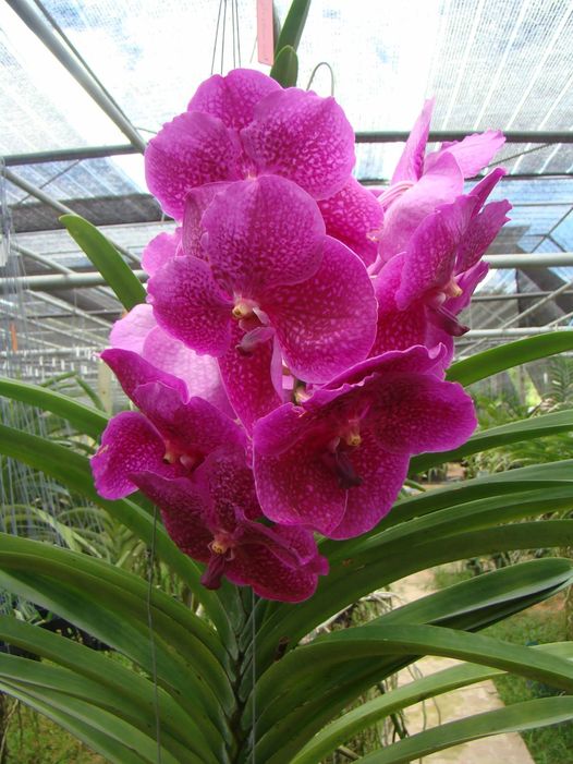 Vanda Fuchs Fuchsia