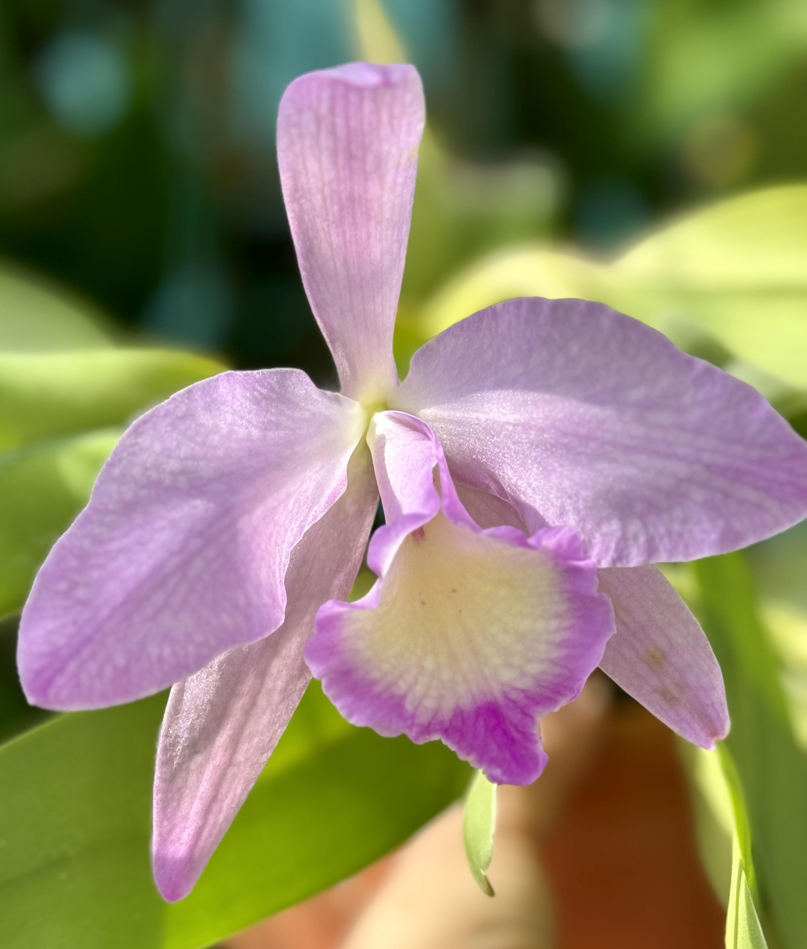 Rhyncholaeliocattleya Orpheus