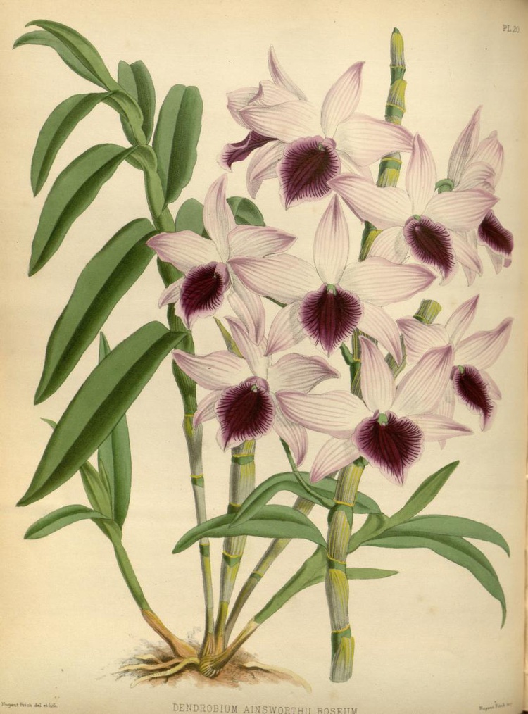 Dendrobium Ainsworthii