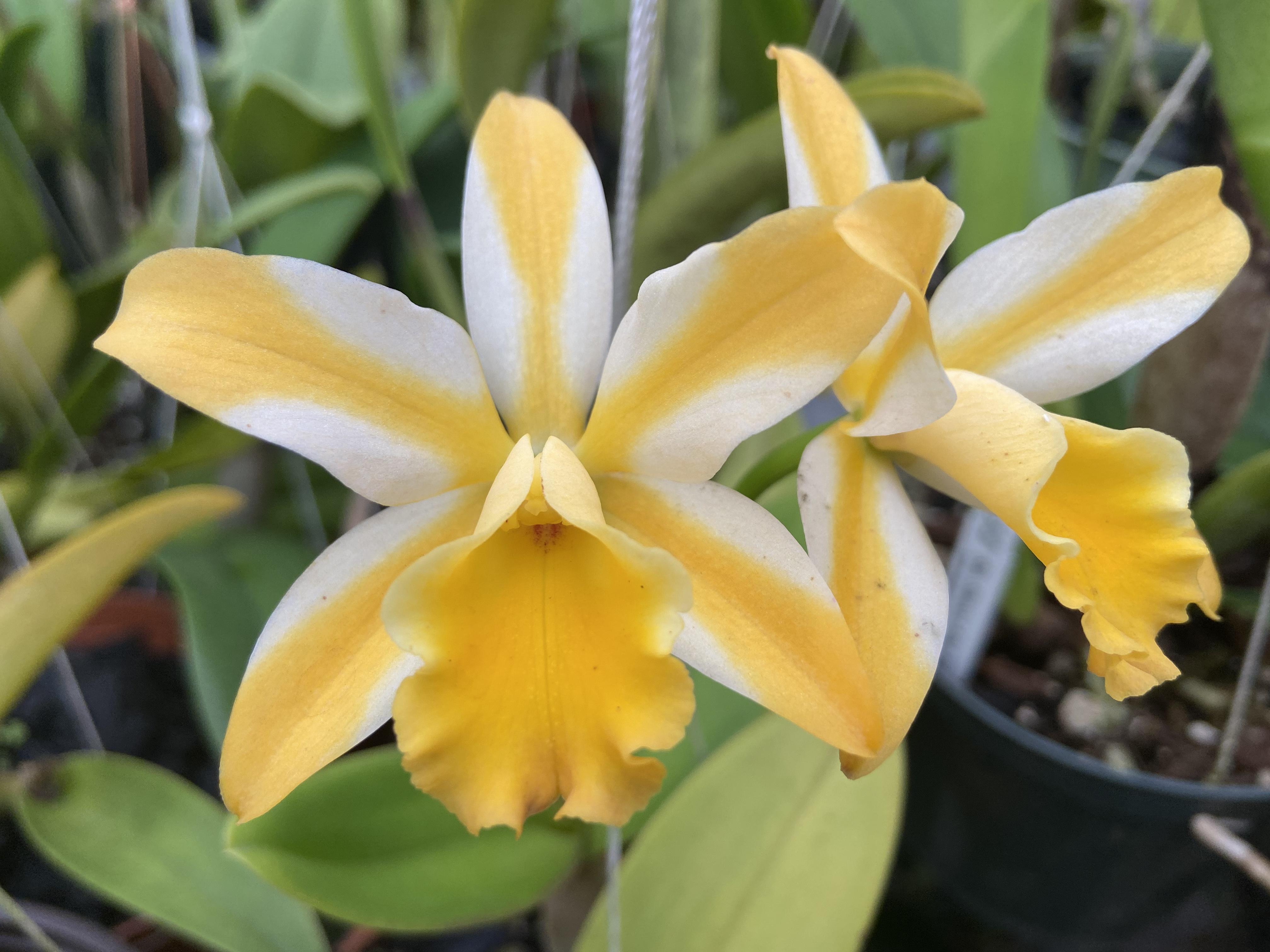 Cattlianthe Candy Corn