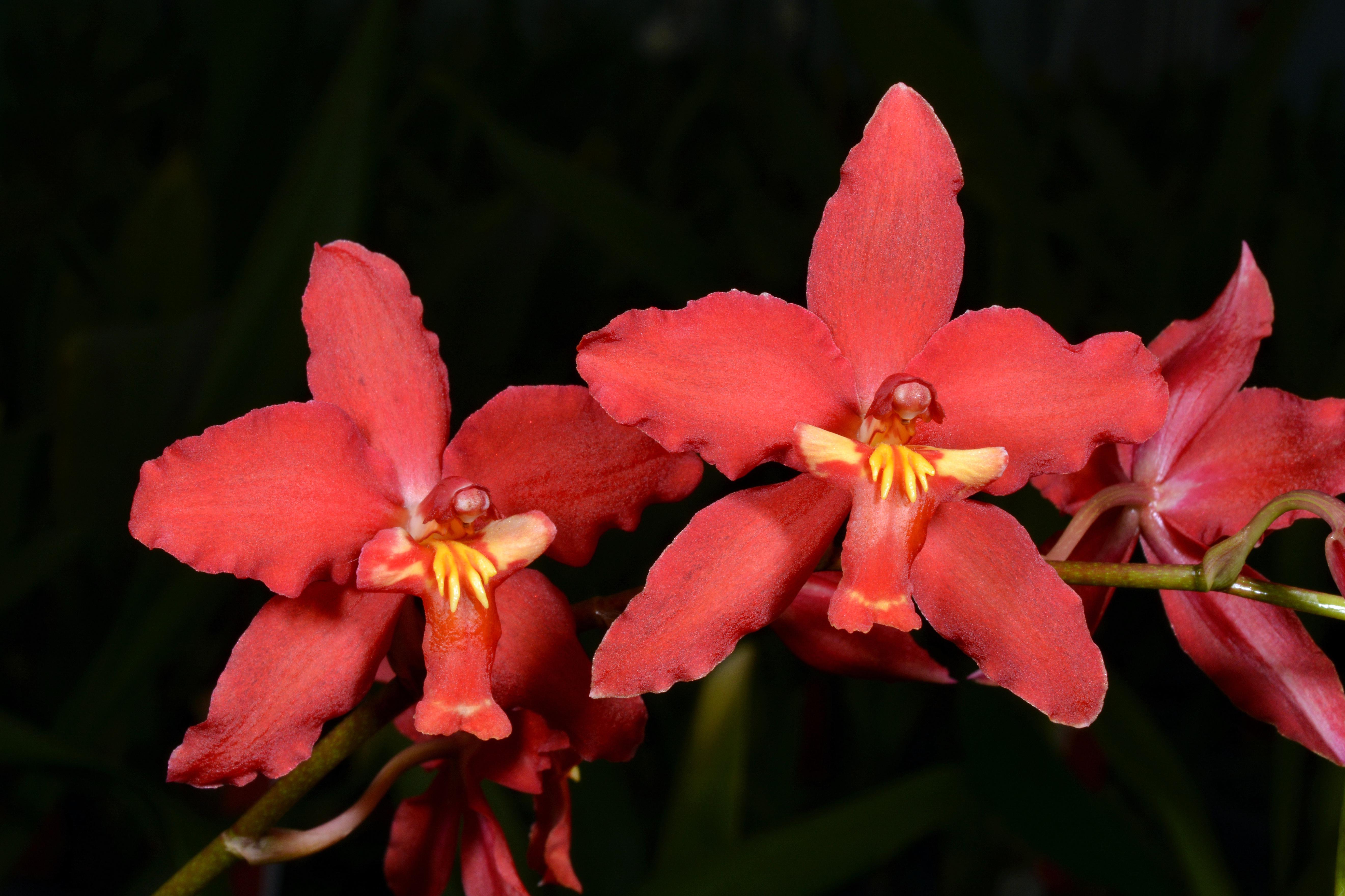 oncidium-minnie