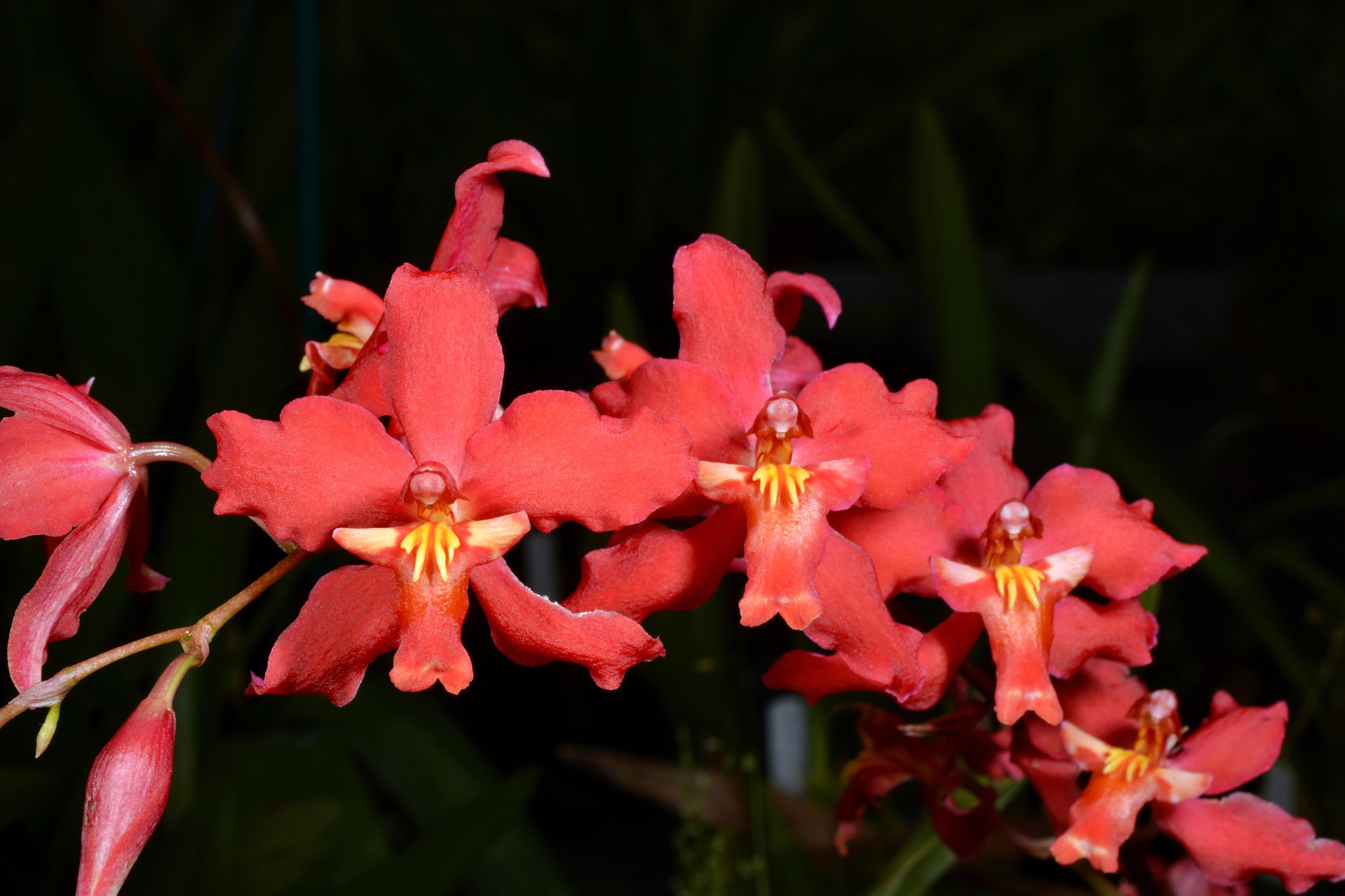 oncidium-marguerite-few