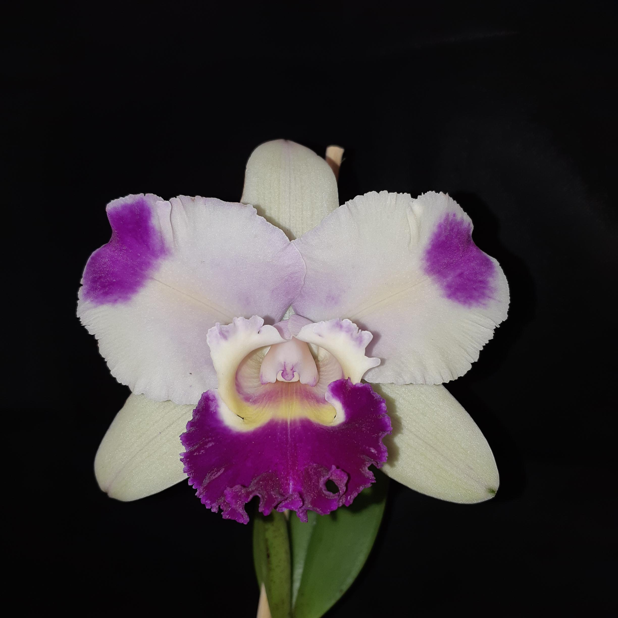 utils/images/hybrid/hyb_100056958_000002105.jpg