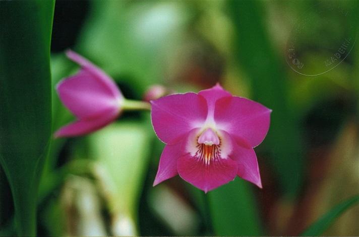 utils/images/hybrid/hyb_100084071_000012013.jpg