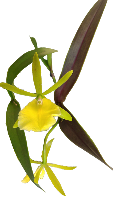 utils/images/hybrid/hyb_100085559_000016050.png