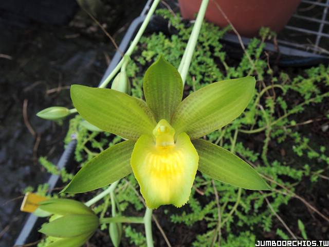 utils/images/hybrid/hyb_100133217_000006616.jpg