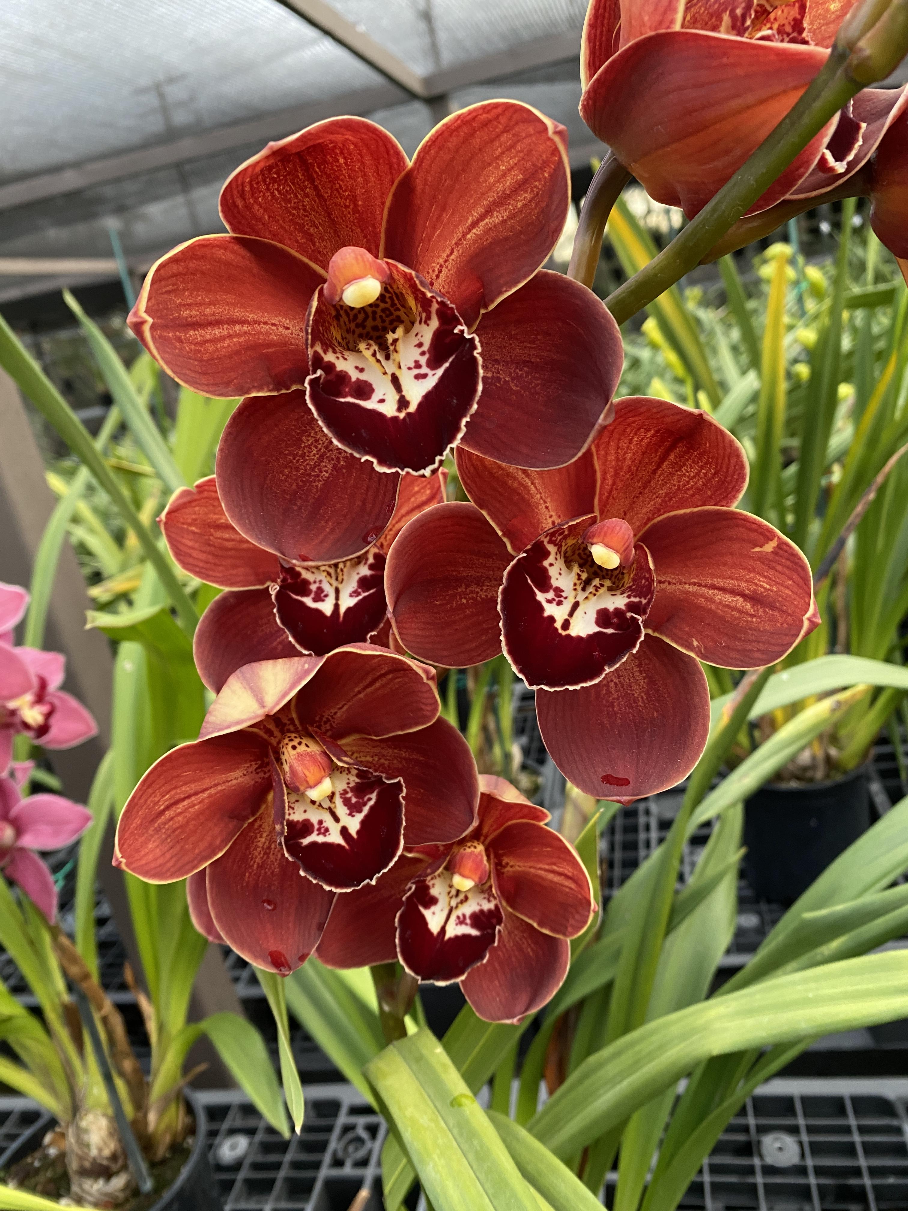 Cymbidium Orange Treasure