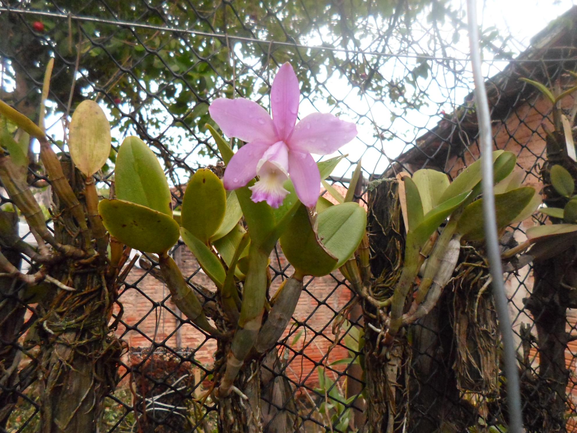 Brazilian Dream Telegraph