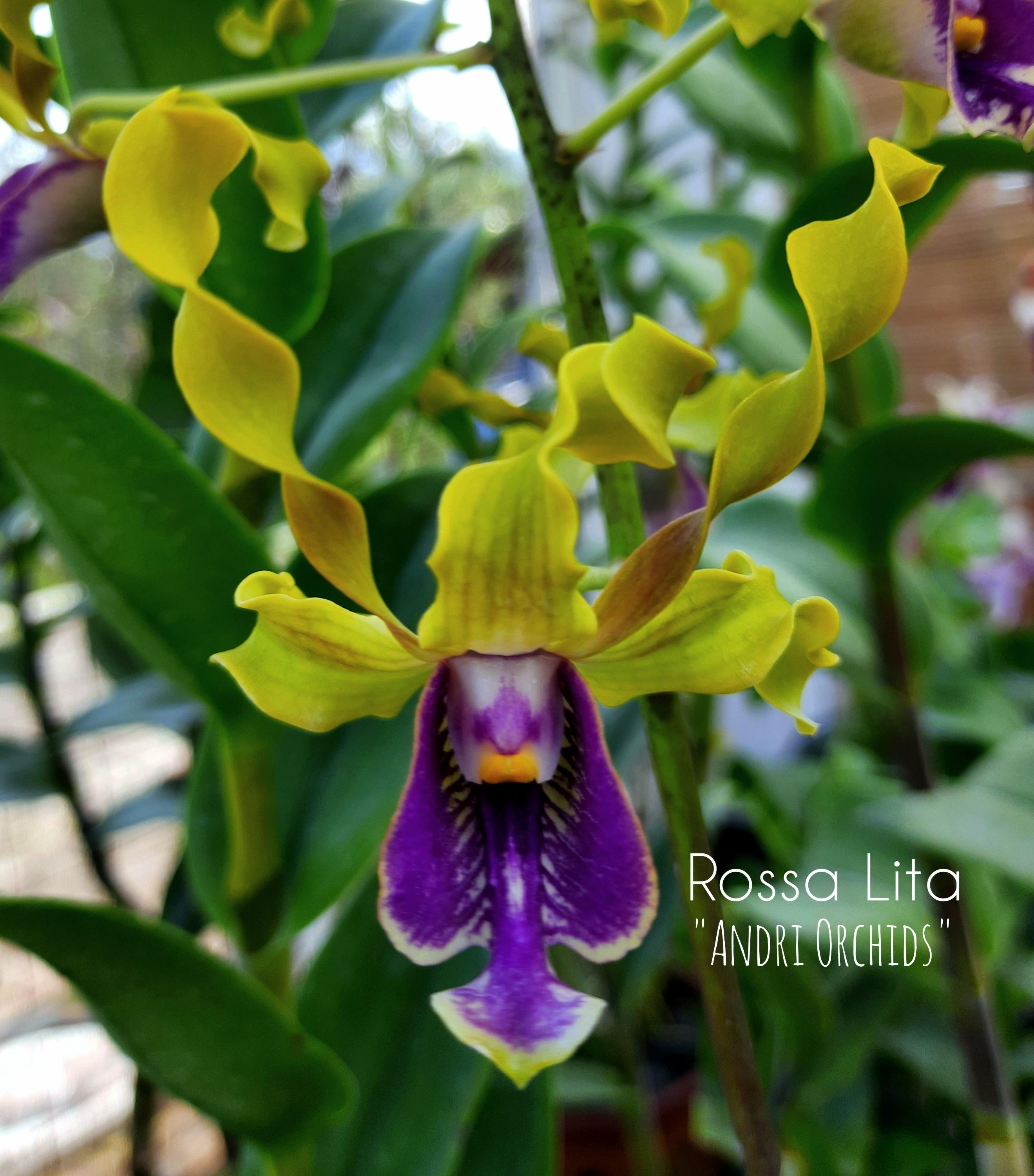 Dendrobium Rossa Lita orchid photo gallery