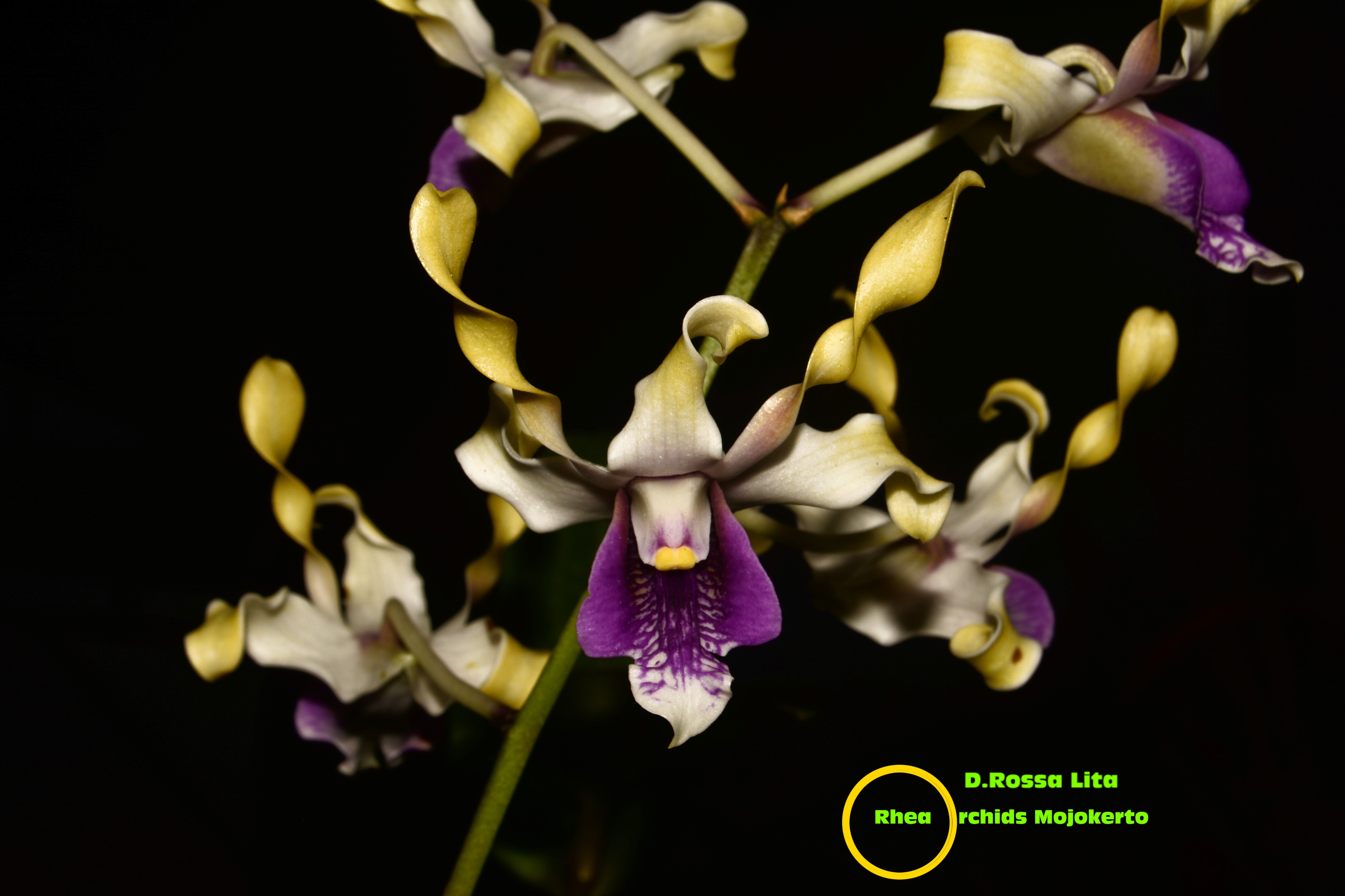 Dendrobium Rossa Lita orchid photo gallery