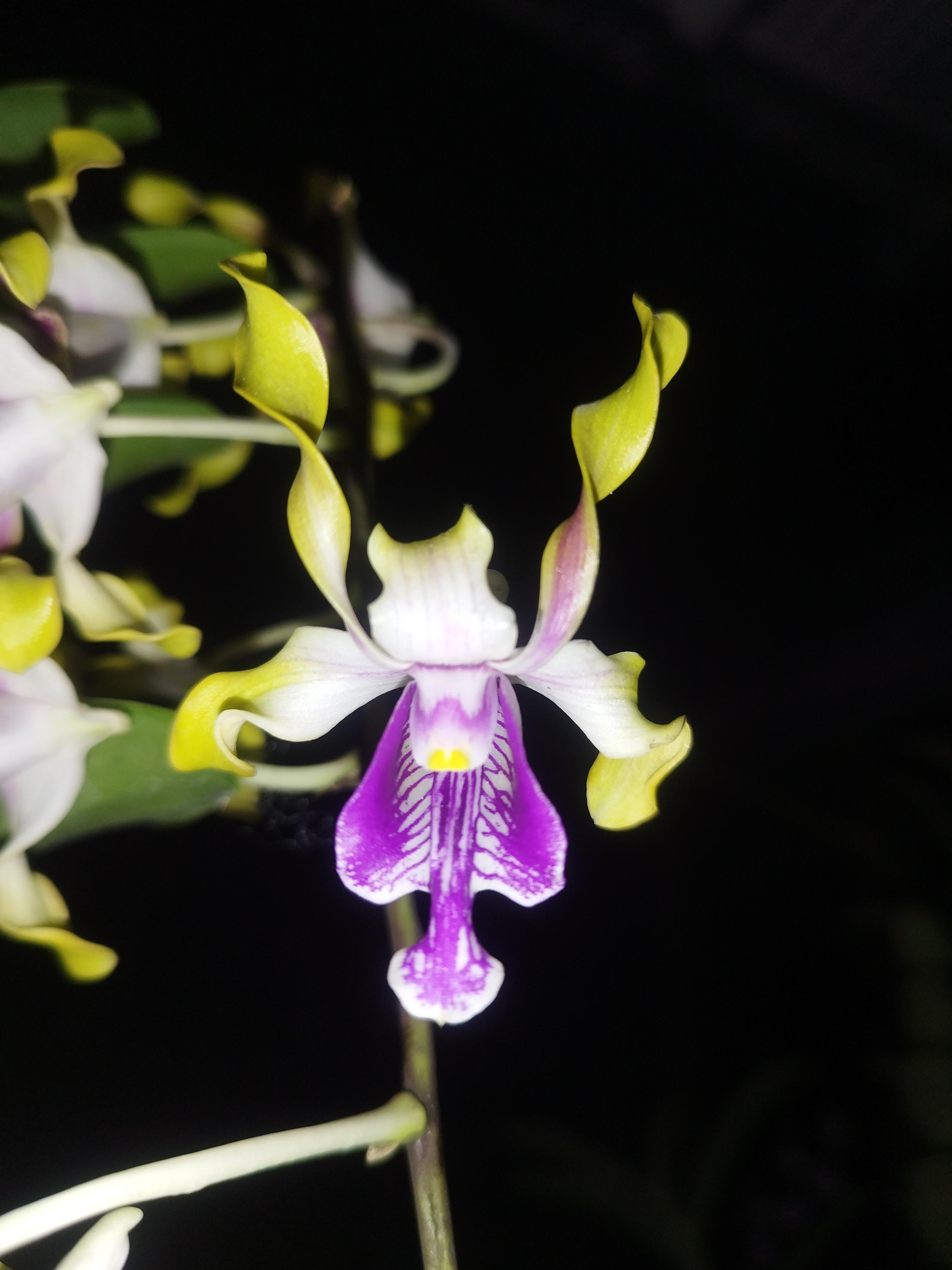 Dendrobium Rossa Lita orchid photo gallery