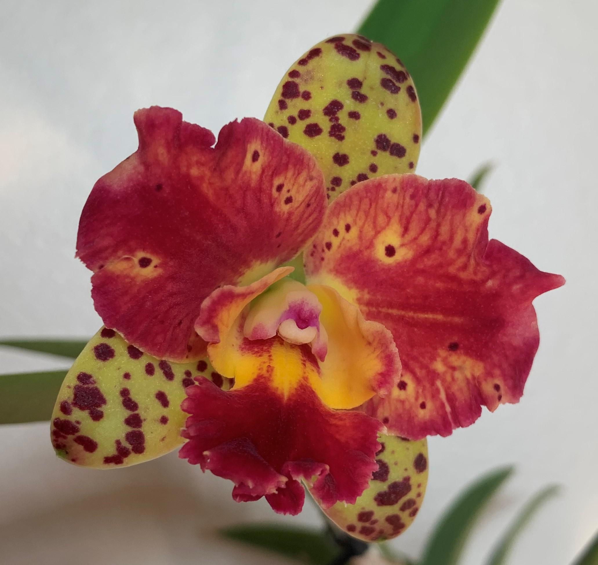 Cattleya R34 - aoyrsrl