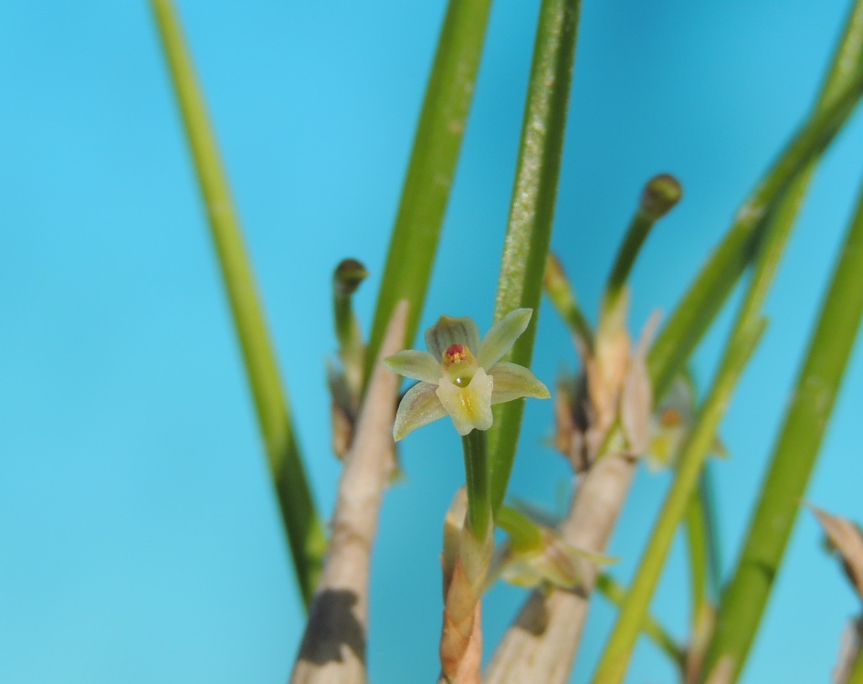 Scaphyglottis fasciculata orchid photo gallery