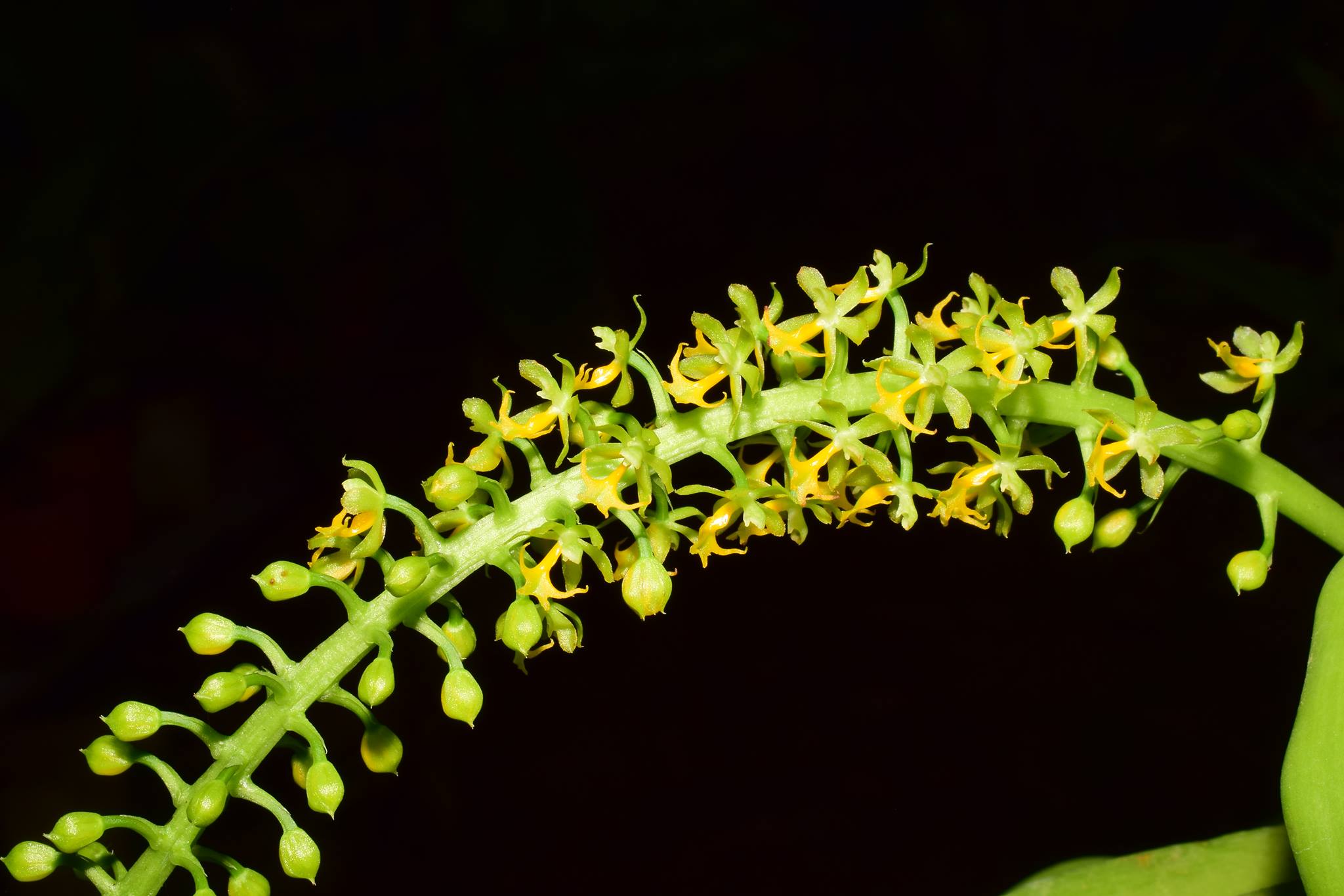 utils/images/species/hyb_000017489_100046532.jpg