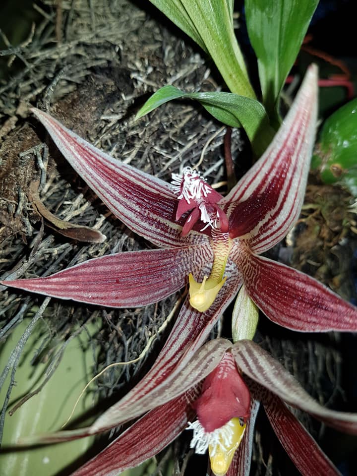 utils/images/species/spc_000004991_000146946.jpg