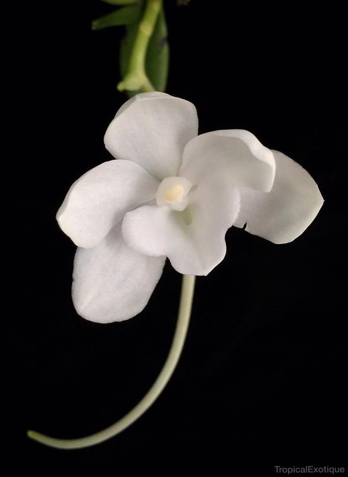 utils/images/species/spc_000007932_000014868.jpg