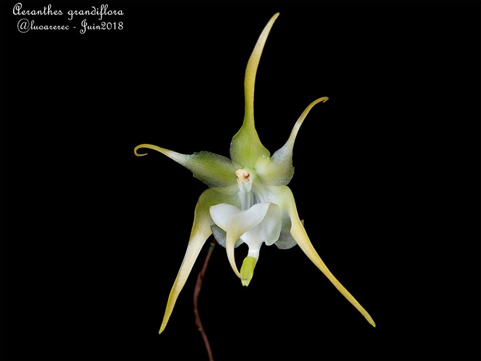 utils/images/species/spc_000009073_000003940.jpg