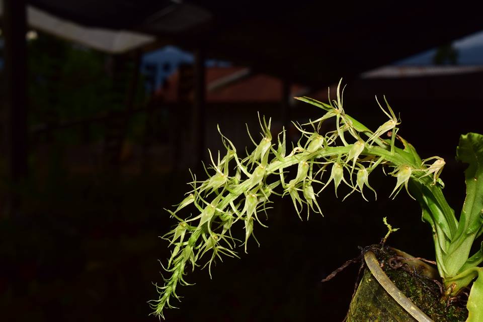 utils/images/species/spc_000010534_000049166.jpg