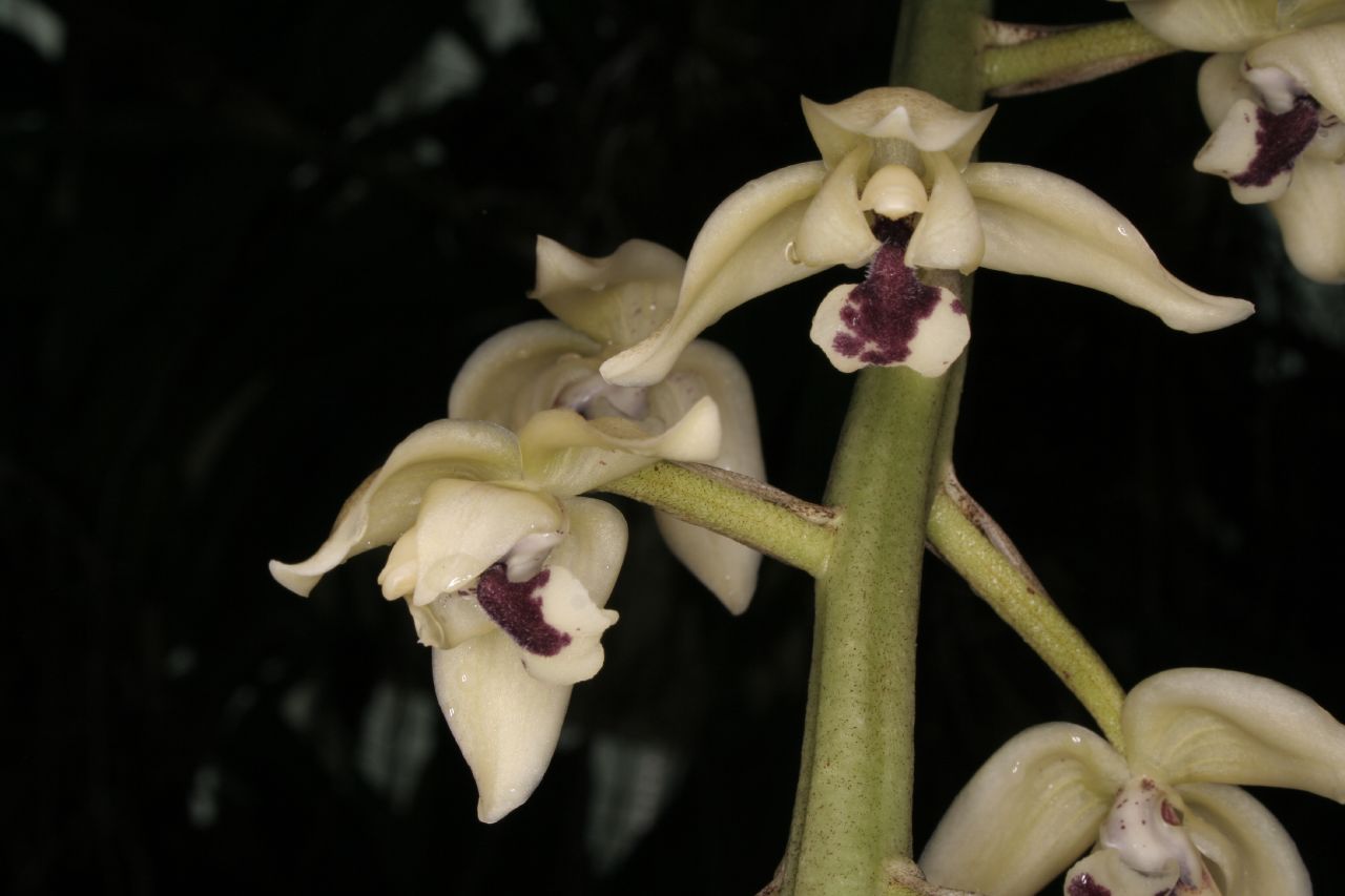 utils/images/species/spc_000013184_000000150.jpg
