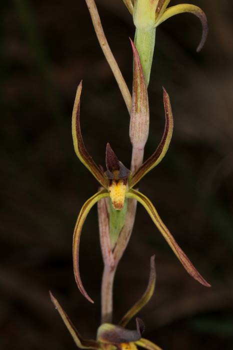 utils/images/species/spc_000014821_000010322.jpg