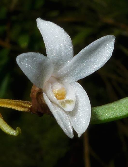 utils/images/species/spc_000014906_000090923.jpg