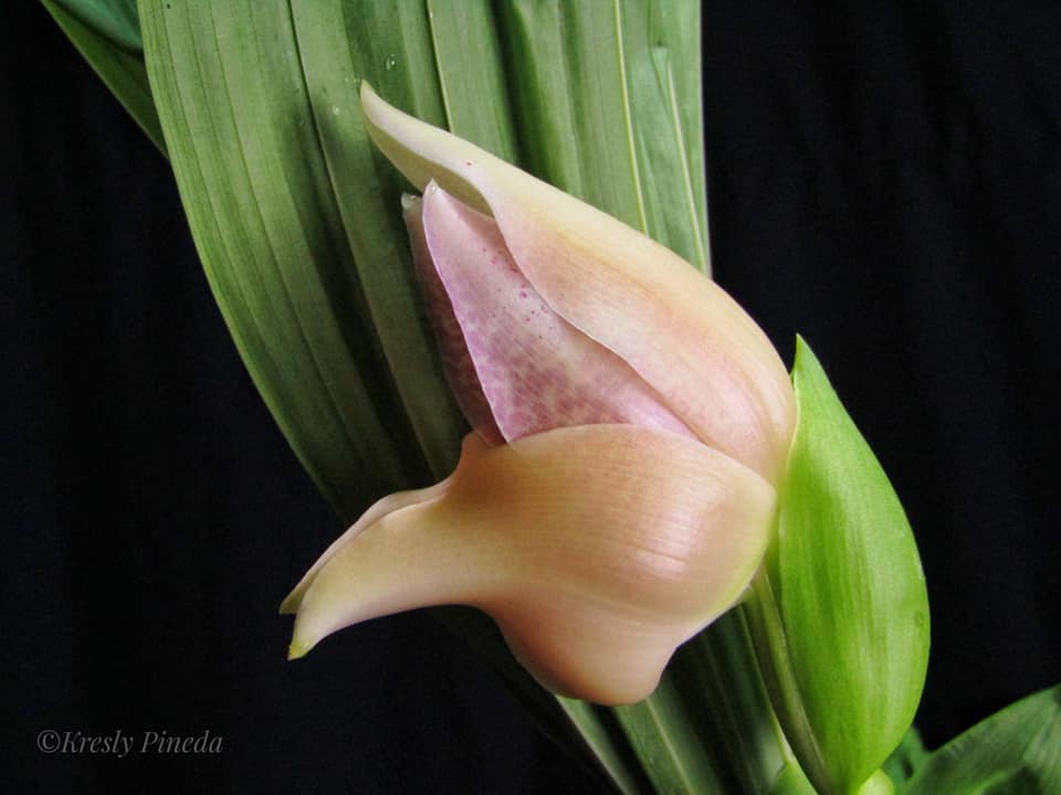 utils/images/species/spc_000016125_000009806.jpg