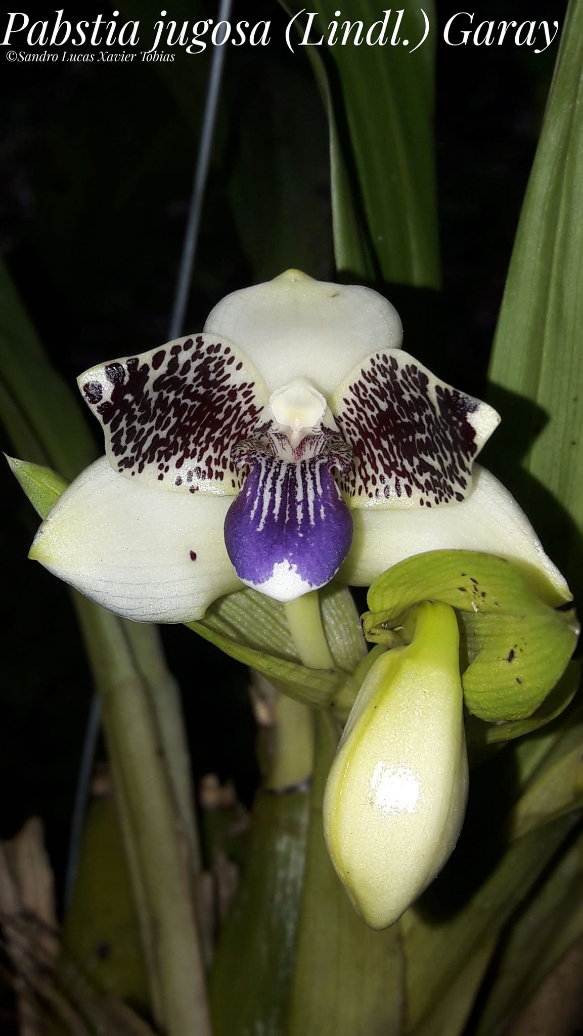 utils/images/species/spc_000018135_000145086.jpg