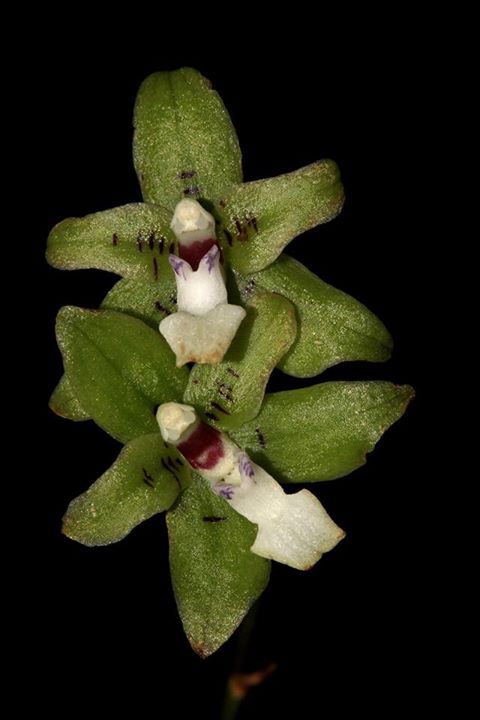 utils/images/species/spc_000018356_000005562.jpg