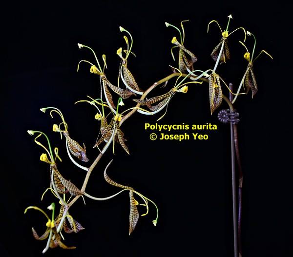 utils/images/species/spc_000020094_000004857.jpg