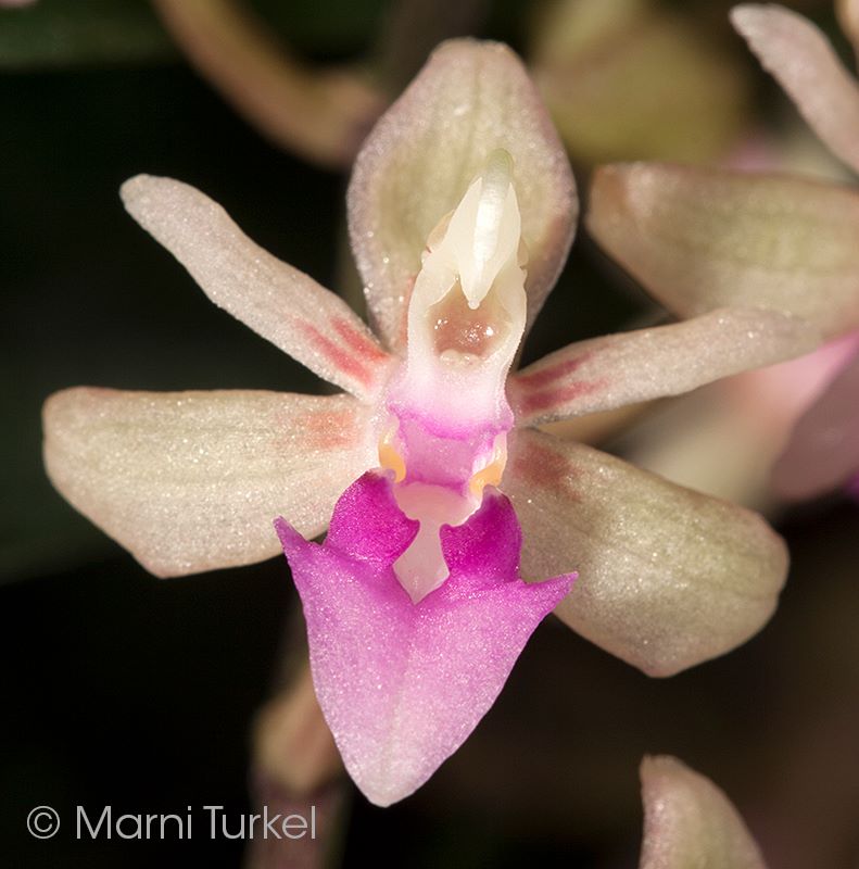 utils/images/species/spc_000021487_000003159.jpg