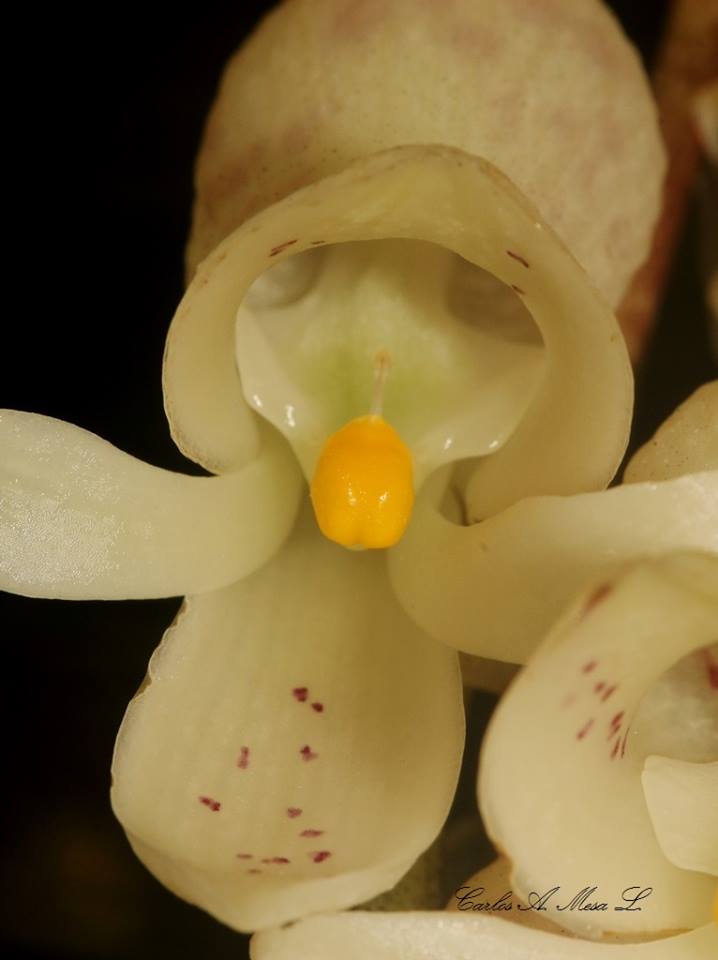 utils/images/species/spc_000021762_000002779.jpg