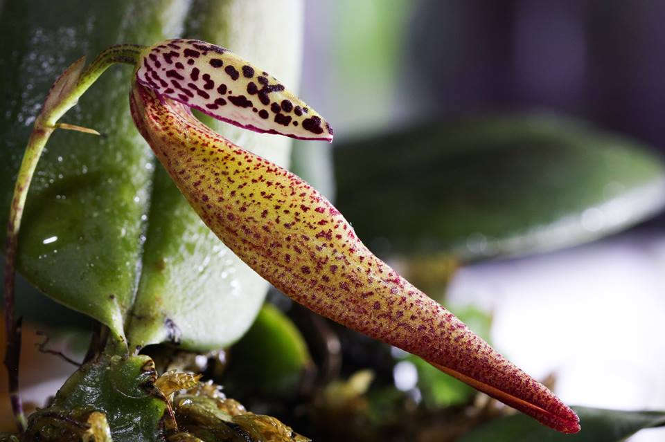 TÌNH YÊU LAN 3 - Page 38 Spc_000022585_000330475