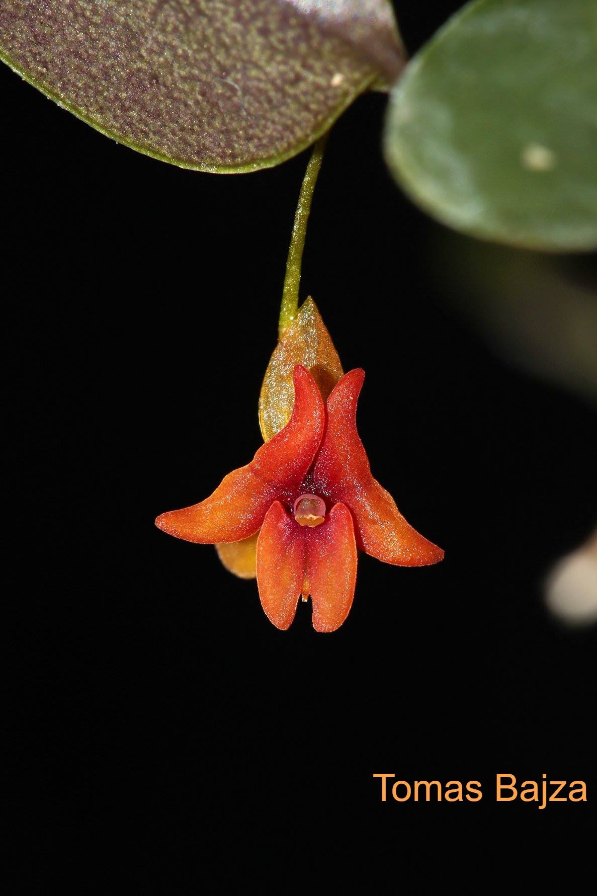 ではあまり】 ヤフオク! - lepenthes dodsoni X domingensis