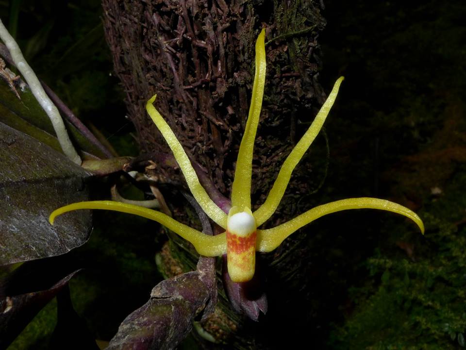 Thrixspermum celebicum