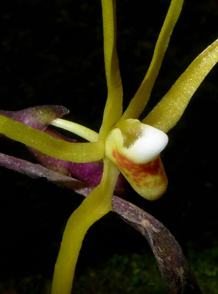 Thrixspermum celebicum