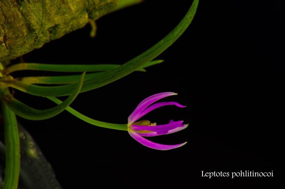 utils/images/species/spc_000030665_000252351.jpg