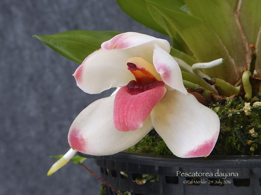 utils/images/species/spc_000031094_000150634.jpg